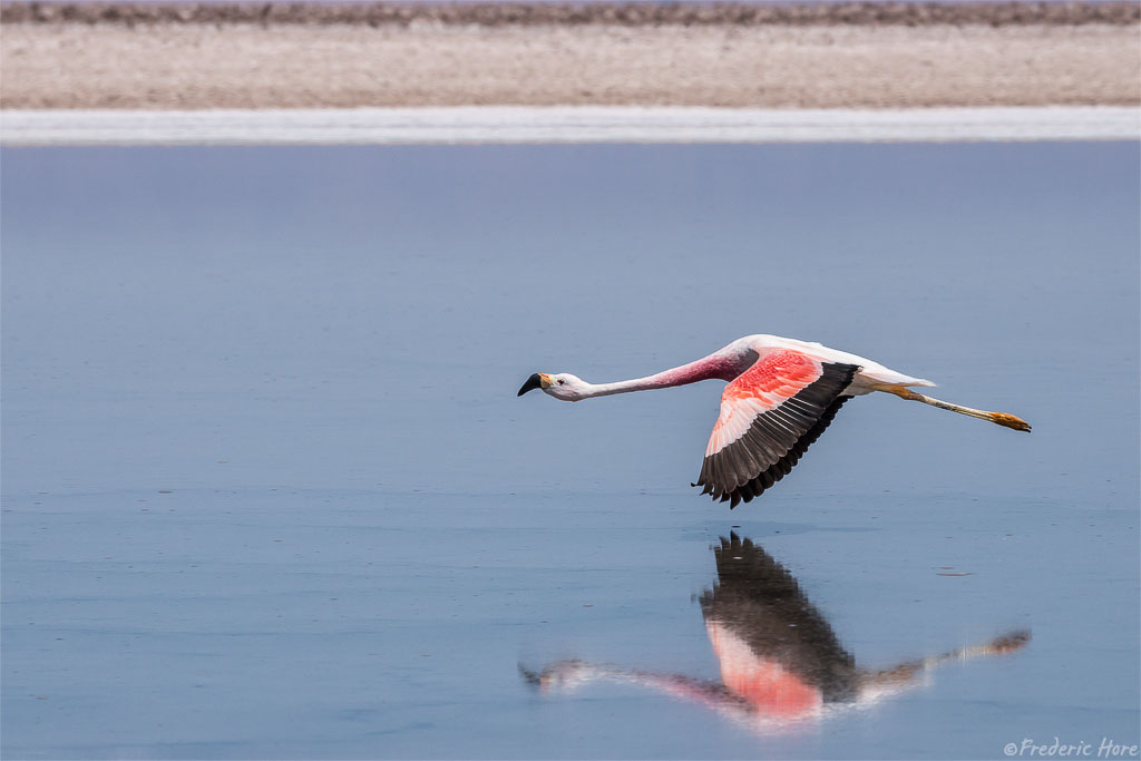 Laguna Chaxas, Atacama Desert