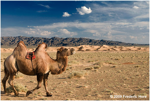 Hongor Els, Gobi Desert