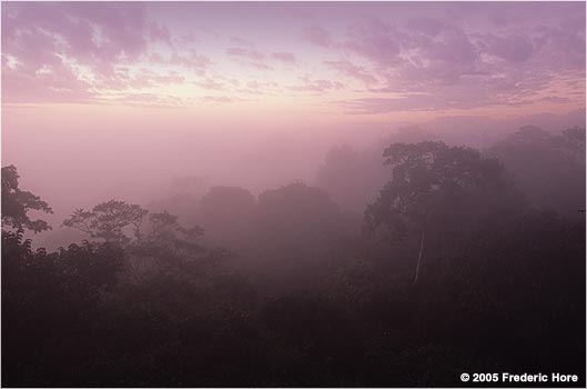 Rainforest Dawn Tambopata River